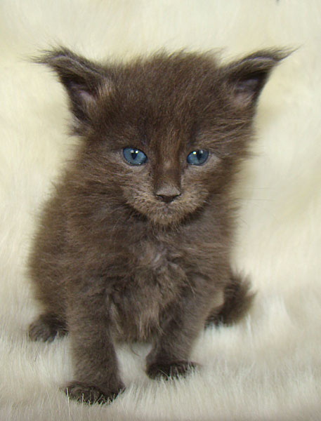 ���� ��� ������� ��������� Catsvill County!  ���� ����! ������ ������ ���� ���! ���� ��� ������ ������ � ����� ����!!! �������� ���� ����� Catsvill County +7-926-544-74-09  ���� ��� �������� ������. ���� ��� ������, ���� ��� �������, ���� ��� ������,  ���� ��� ����, ���� ��� ��������, ���� ����,  ������ ������ ���� ���,  ������ ����-����, ����� ������� ������ �����, ����� ����� ������!